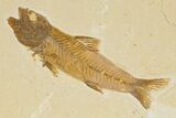 Fossil Fish (Amphiplaga) - Uncommon Species #333736-1
